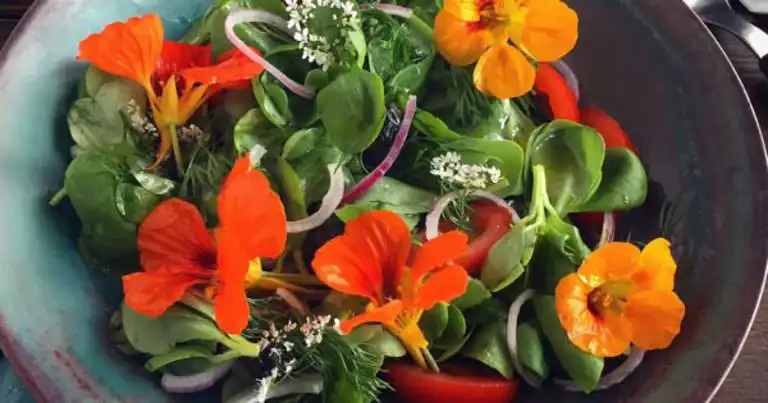 Renkli Semizotu Salatası Tarifi